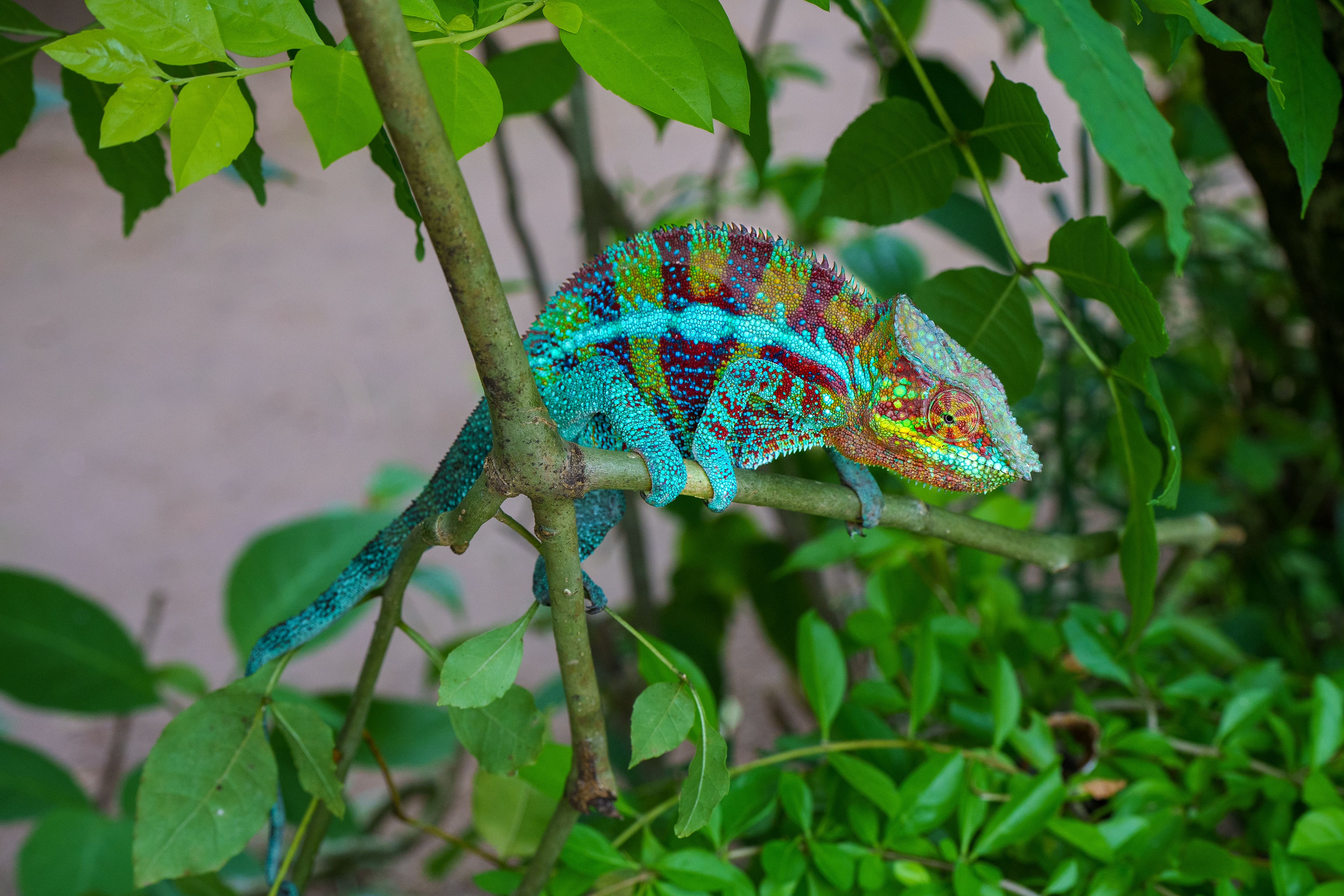 Circuit Madagascar – Natură, lemuri & Aleea Baobabilor | 9 nopți