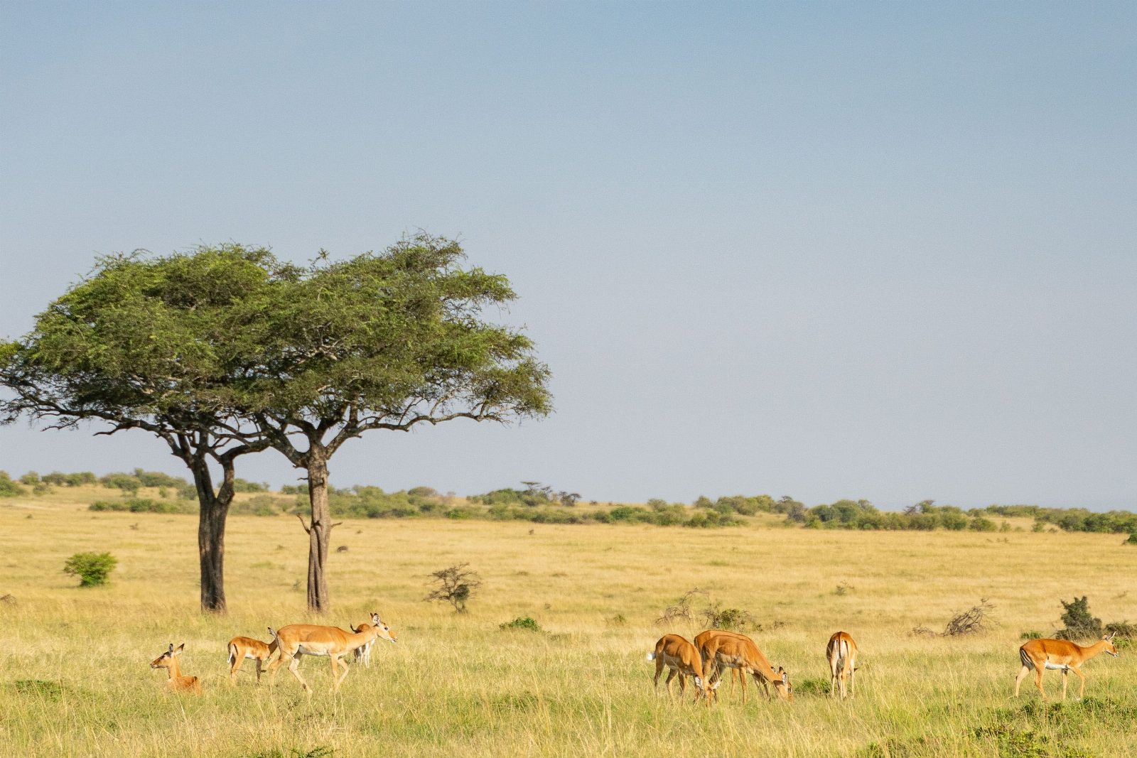 Kenya — safari și plajă Mombasa/Revelion