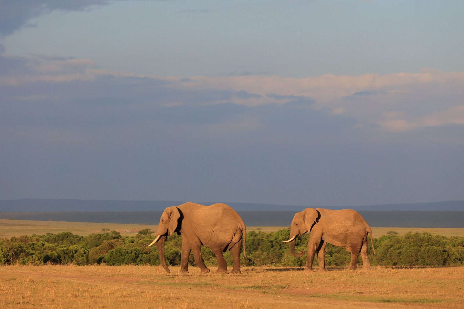 Kenya — safari și plajă Mombasa/Revelion