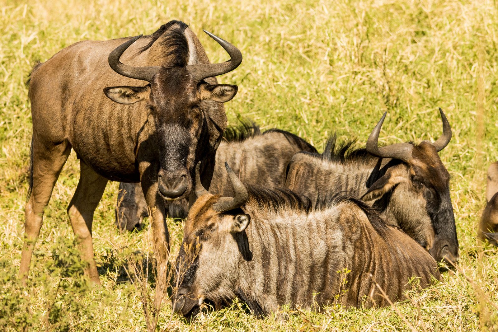 Kenya — safari și plajă Mombasa/Revelion