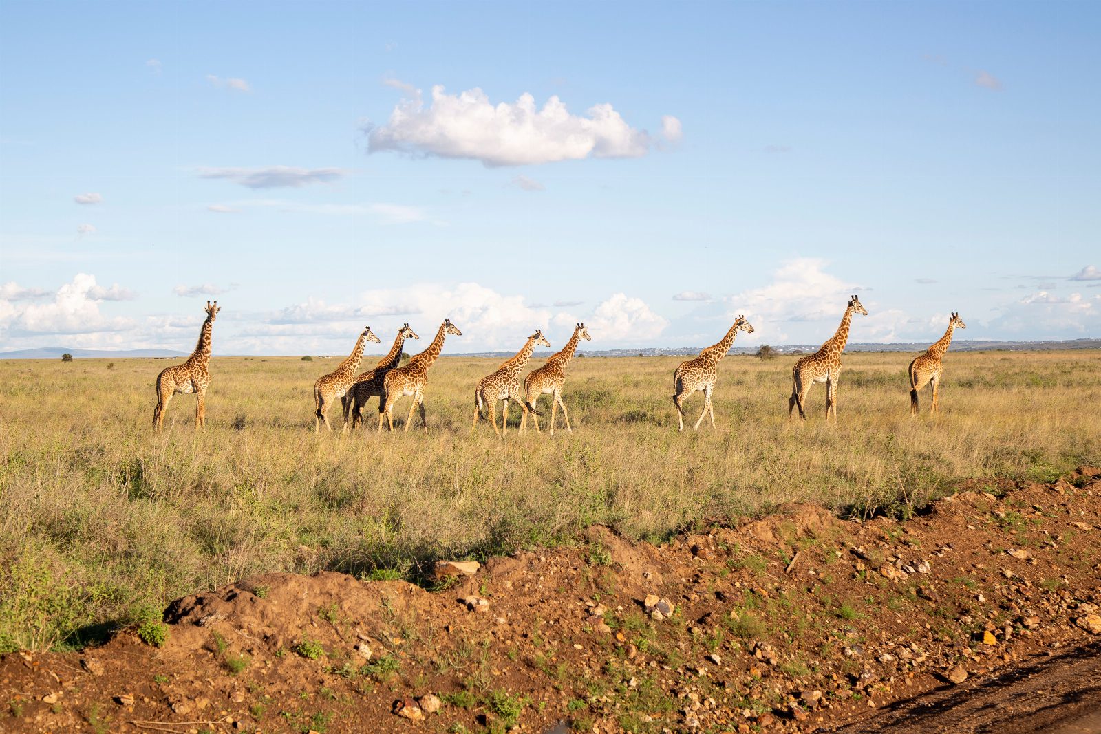 Kenya — safari și plajă Mombasa/Revelion