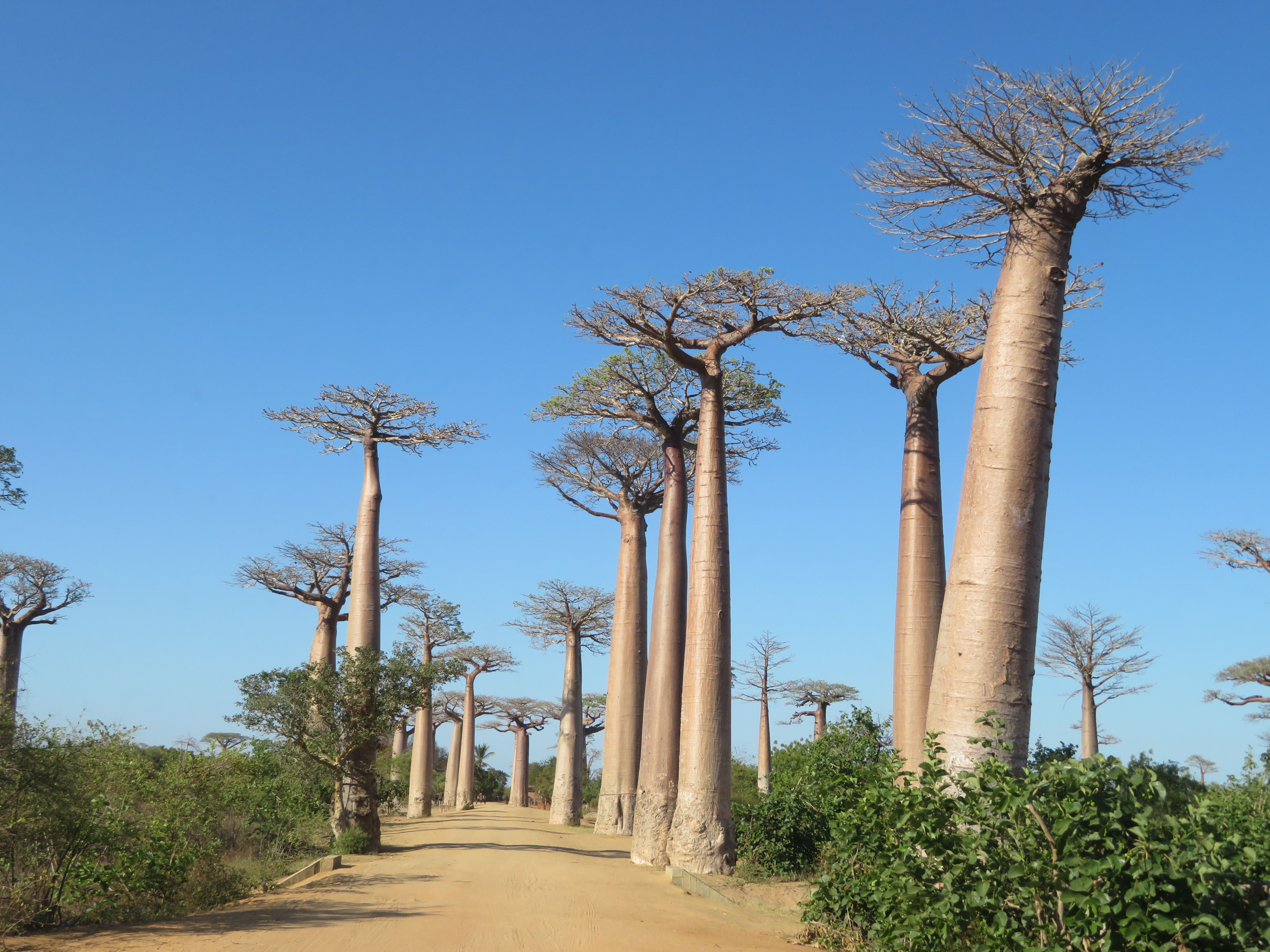Circuit Madagascar – Natură, lemuri & Aleea Baobabilor | 9 nopți