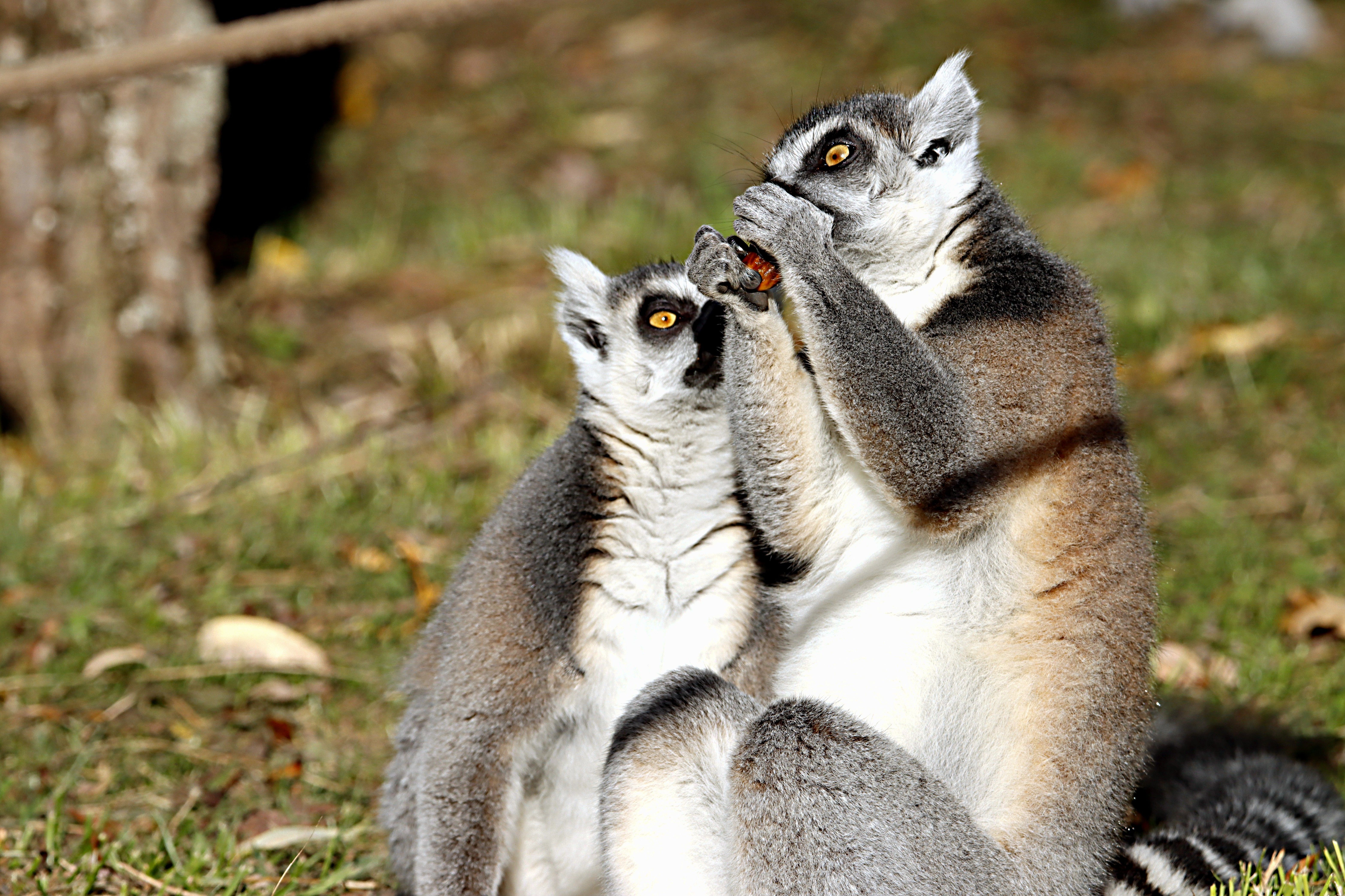 Circuit Madagascar – Natură, lemuri & Aleea Baobabilor | 9 nopți