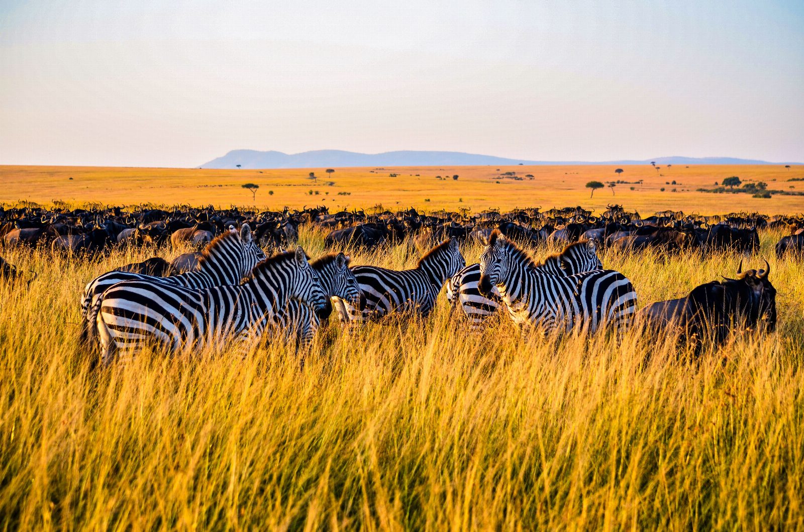 Kenya — safari și plajă Mombasa/Revelion
